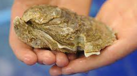 A report from the Chesapeake Bay Foundation finds oyster restoration on the Chesapeake Bay to be very successful