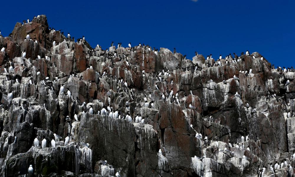 Puffins alongside shags and guillemots in a breeding colony on the Farnes, off the Northumberland coast