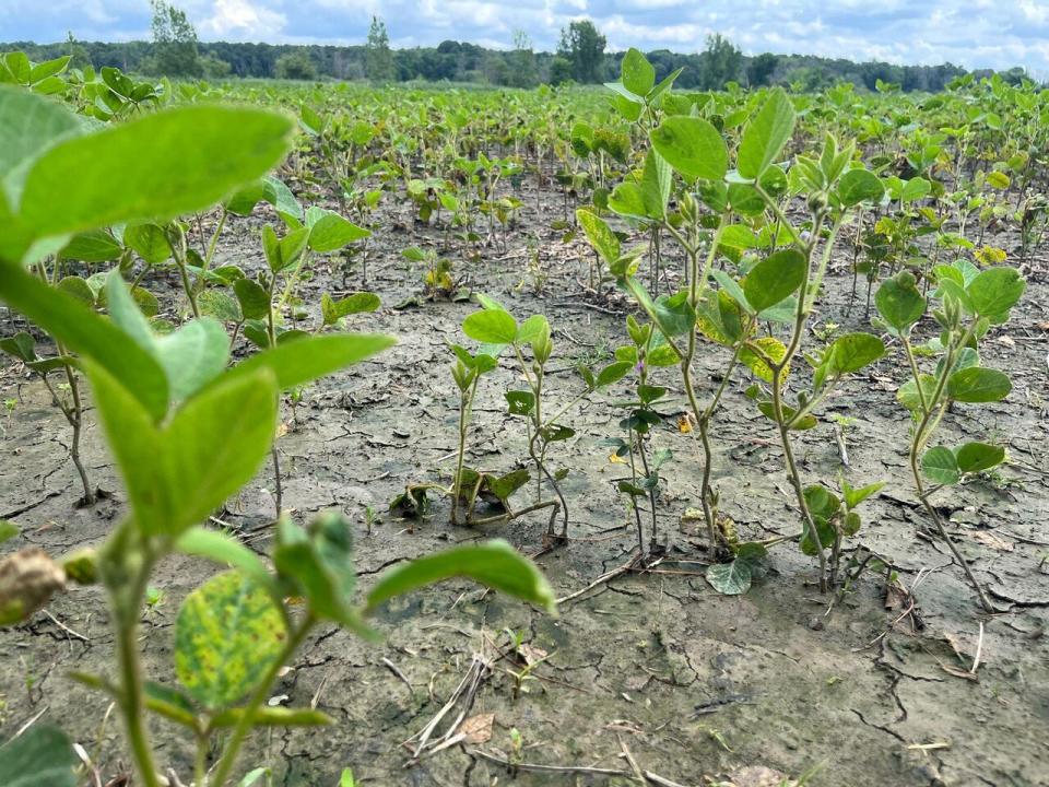 Rainstorm water has washed away soybean seeds and destroyed some of the plants on the Robinson farm.