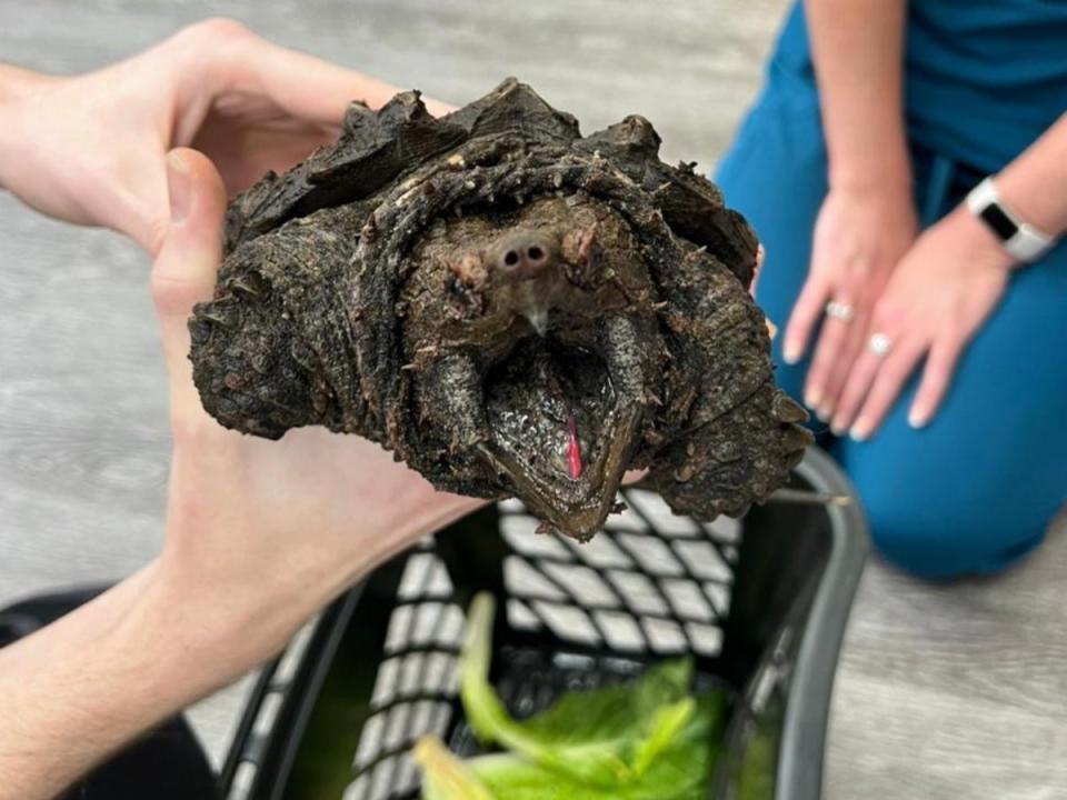 They have a powerful bite and have been known to sever human fingers (Wild Side Vets)