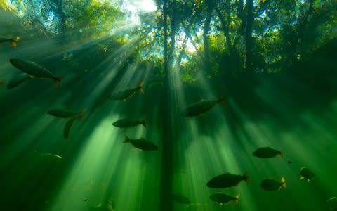 Piraputanga fish patrol the waters, looking for signs of fruit above - Credit: Cristian Dimitrius/BBC NHU