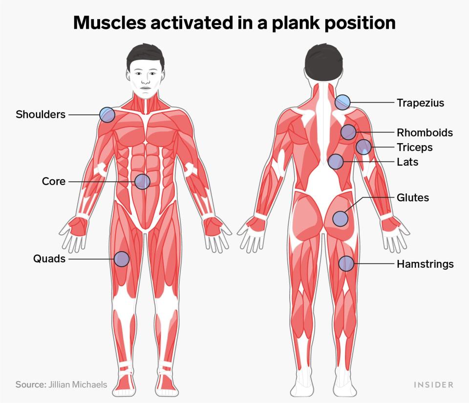 plank muscles infographic