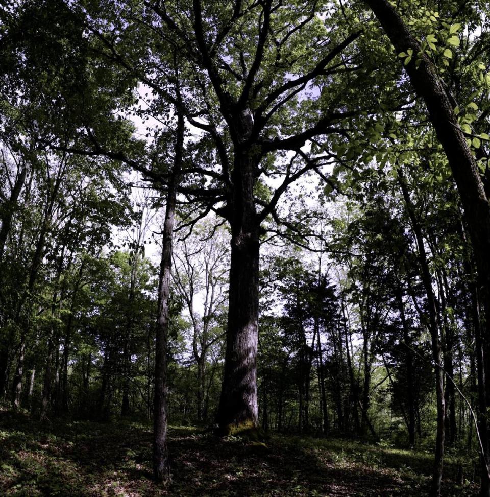 Dubbed the “mother tree” this 3-500 year-old American white oak on the Maker’s Mark Star Hill Farm is being used by researchers to map the species’ full genome. May 6, 2021.