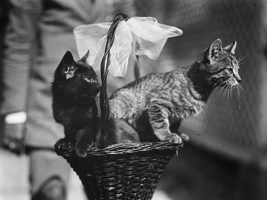 President Calvin Coolidge's cats Blackie and Tiger in a basket