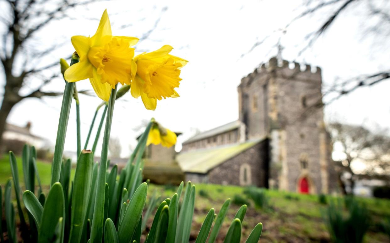 Daffodils bloom unexpectedly early at the Church of St Nicholas of Myra, the original parish church of Brighton, on January 2, 2019 - Getty Images Europe