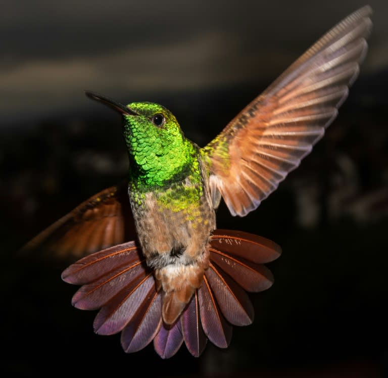 Mexico City has 17 of the world's 330 hummingbird species