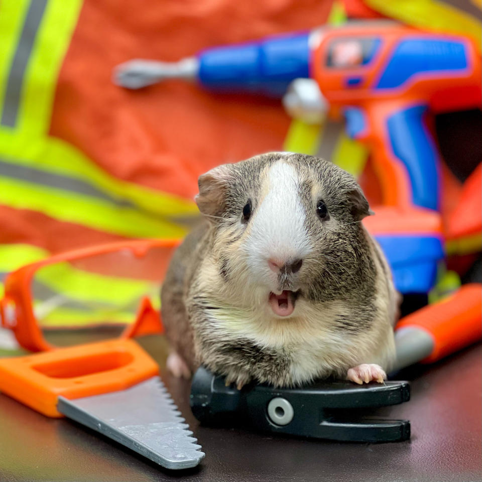Nancy Ho Foster loves to find props for her guinea pig shots (Collect/PA Real Life)