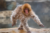 A Japanese snow monkey had a roll around and came out looking like an astronaut. (Roie Galitz/Comedy Wildlife Photo Awards 2019)