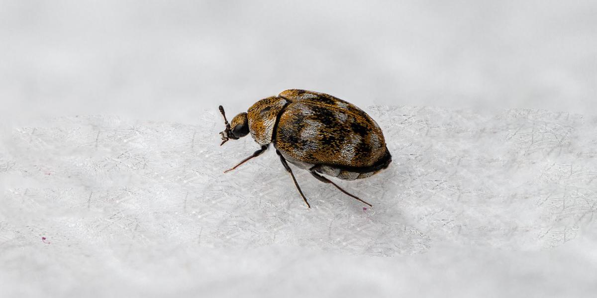 Carpet Beetles  A Guide To Understanding Carpet Beetles In Oregon