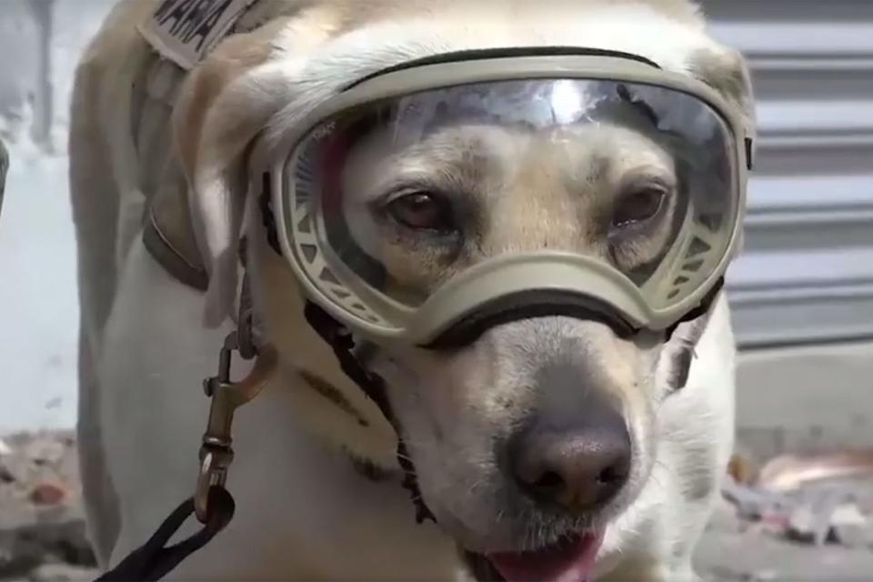 Frida Rescue dog