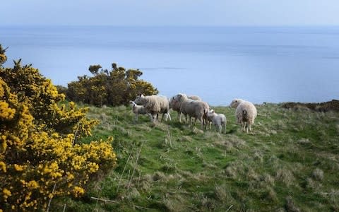 Jones is an experienced sheep farmer who previously worked in Anglesey - Credit: PA