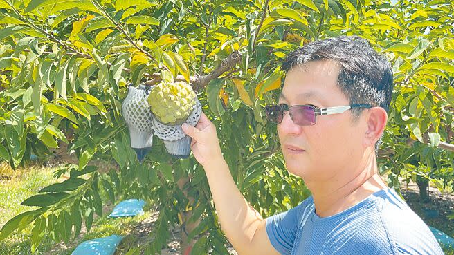 台東釋迦銷陸以鳳梨釋迦為主，大目釋迦農盼透過加強冷鏈運輸系統，協助大目釋迦外銷。（蕭嘉蕙攝）