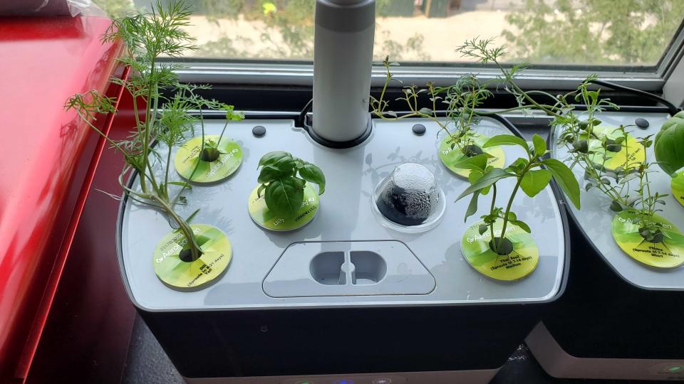 plants growing in AeroGarden Harvest