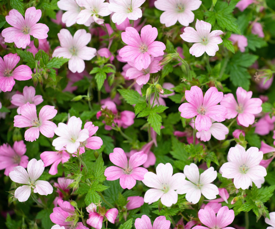 hardy geraniums Rose Clair flowering in summer bedding