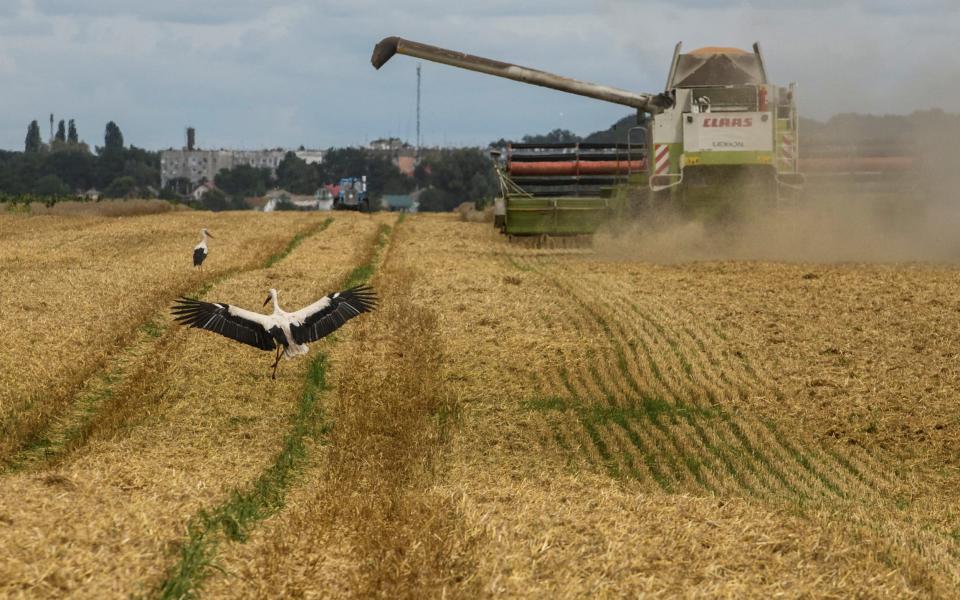 Wheat harvesting in Kyiv region earlier this week - REUTERS/Viacheslav Musiienko