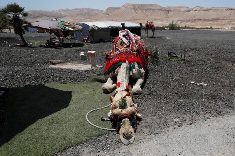 A camel is seen near Jericho in the Israeli-occupied West Bank