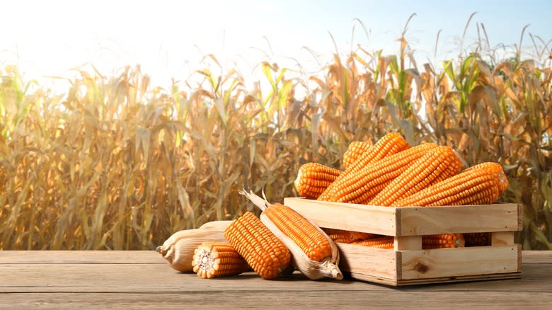 Dried corn cobs and field of corn