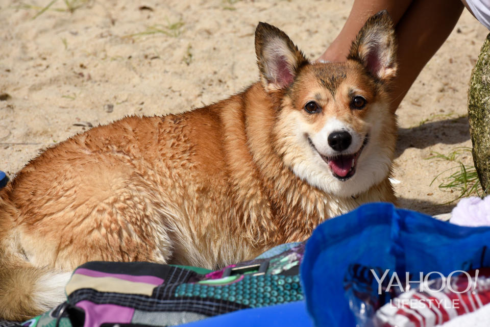 Corgi Gathering at Tanjong Beach