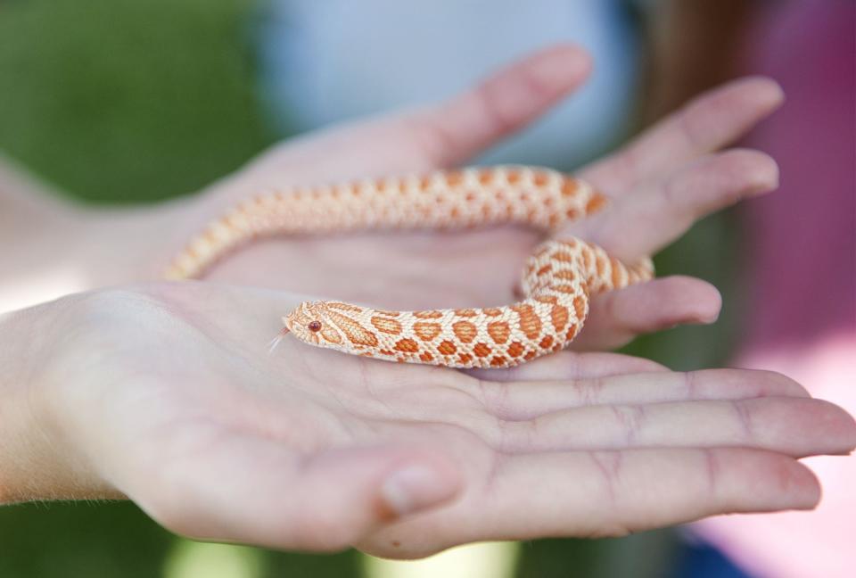 Mary Arp, 12, entered her hognose snake "Snoop Hog" in the most exotic category during the Palm Beach Day Academy Parade of Pets at the lower campus in West Palm Beach on April 6, 2019.