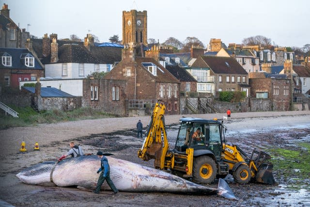 Minke whale removed