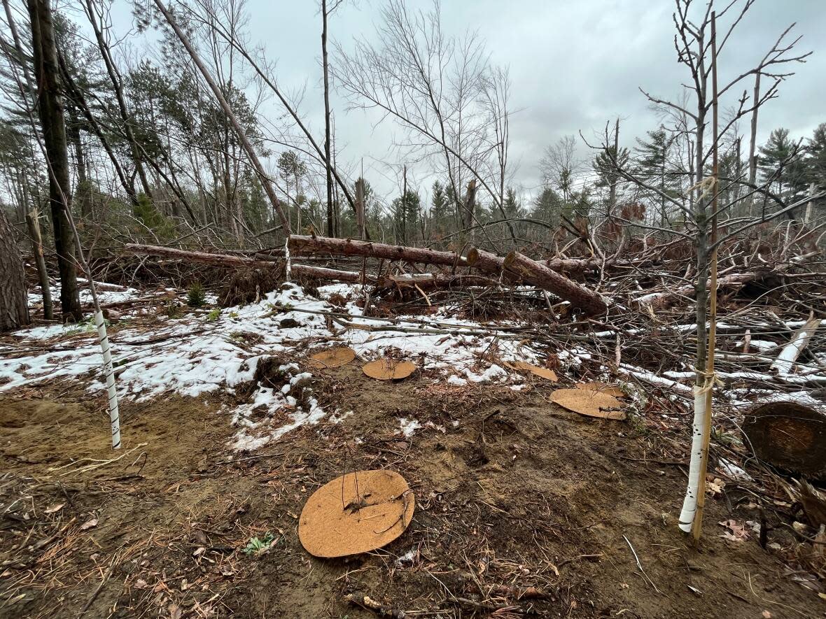 Recently planted young trees and shrubs are seen along a trail leading into Pinhey Forest off Slack Road on Friday, Nov. 25, 2022. About 600 trees are being planted at Pinhey Forest this fall after a devastating derecho on May 21. (Kristy Nease/CBC - image credit)