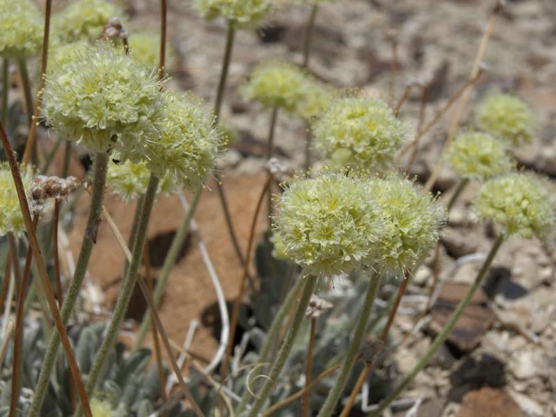 由於內華達生長地即將建設鋰礦礦場，蒂姆蕎麥（Tiehm's buckwheat）面臨滅絕危機。（Jim Morefield@Wikipedia / CC BY-SA 2.0）