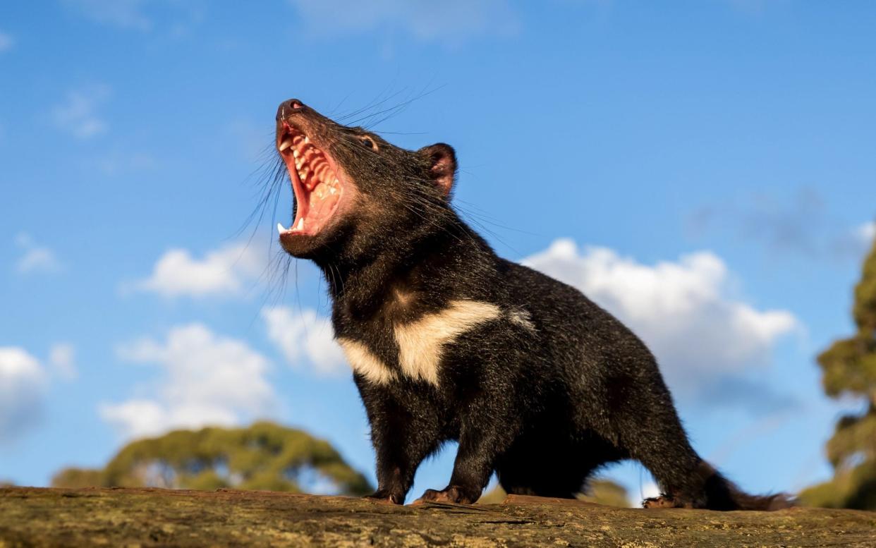 Tasmanian devils have been released into the wild  - AFP