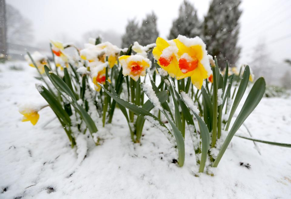 Daffodils are coated in snow in Bayside.