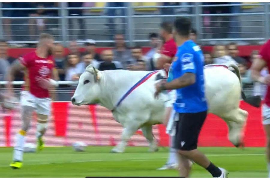 Enorme toro invade estadio de rugby y provoca pánico entre jugadores y aficionados