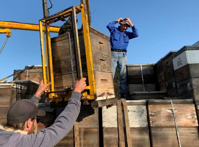 Peter Davis (in blue shirt), owner of Island Beehive, loads Ligurian beehives onto a truck on Kangaroo Island