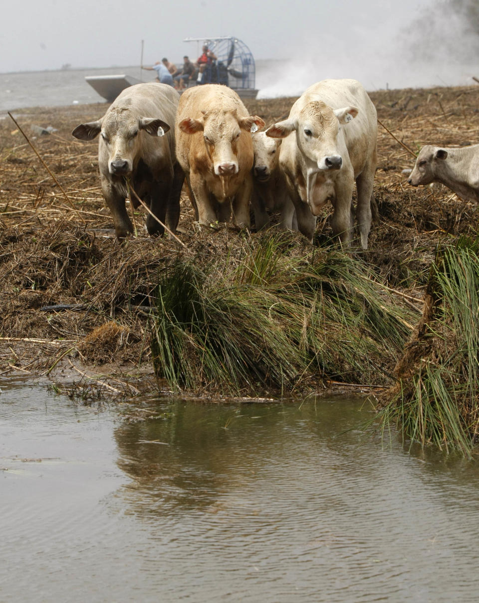 In this Aug. 30, 2012 photo, cattle are seen stranded on floating debris in floodwaters as people in an airboat try to rescue them, after Hurricane Isaac came through the region, in Plaquemines Parish, La. Hurricane Isaac turned some of the best ranch land in Louisiana into a miles-long pond of blackish and foul-smelling floodwaters. (AP Photo/Gerald Herbert)