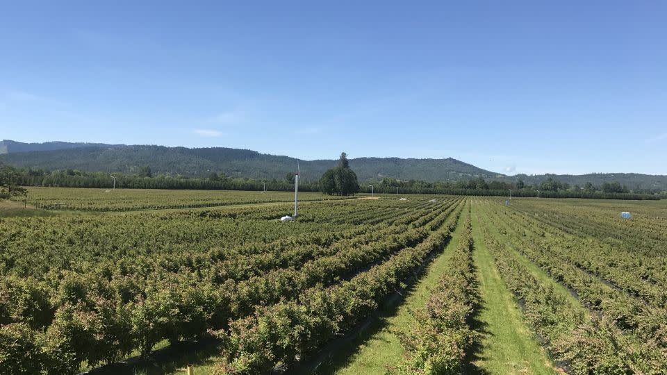 Tom Avinelis has been growing blueberries and citrus fruits in California and Oregon for over 40 years. Climate change, he said, is causing his business to suffer financially with reduced crop yields. - Courtesy Tom Avinelis