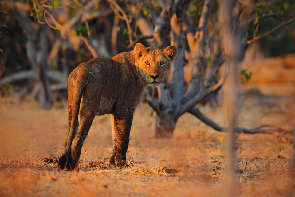 South Africa is a popular destination for family safaris because it is mainly malaria-free - Credit: www.naturephoto.cz/Ondrej Prosicky