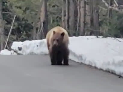 A young cinnamon black bear pursued runner Evan Matthews down a road in Grand Teton National Park, Wyoming  (Screen cap: Evan Matthews, ViralHog)