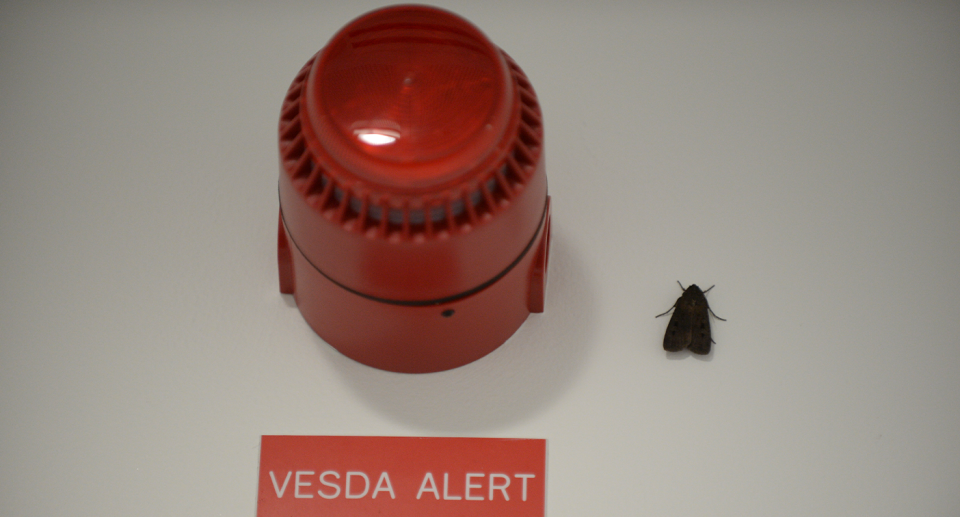 A bogong moth next to a fire alarm in Parliament House in 2013.