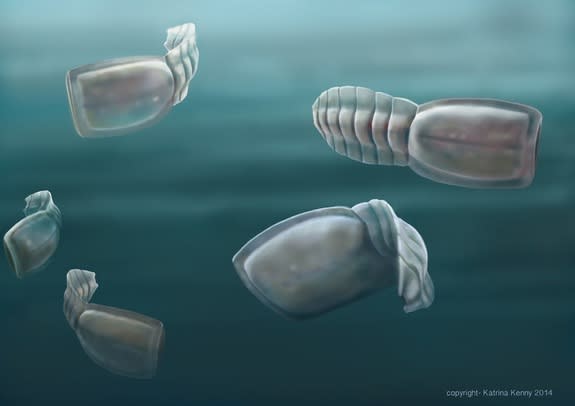 500-million-year-old swimming filter-feeders called vetulicolians have been a mystery since their discovery more than a century ago. Now, with the discovery of new vetulicolian fossils on Kangaroo Island off of Australia, researchers at the Uni