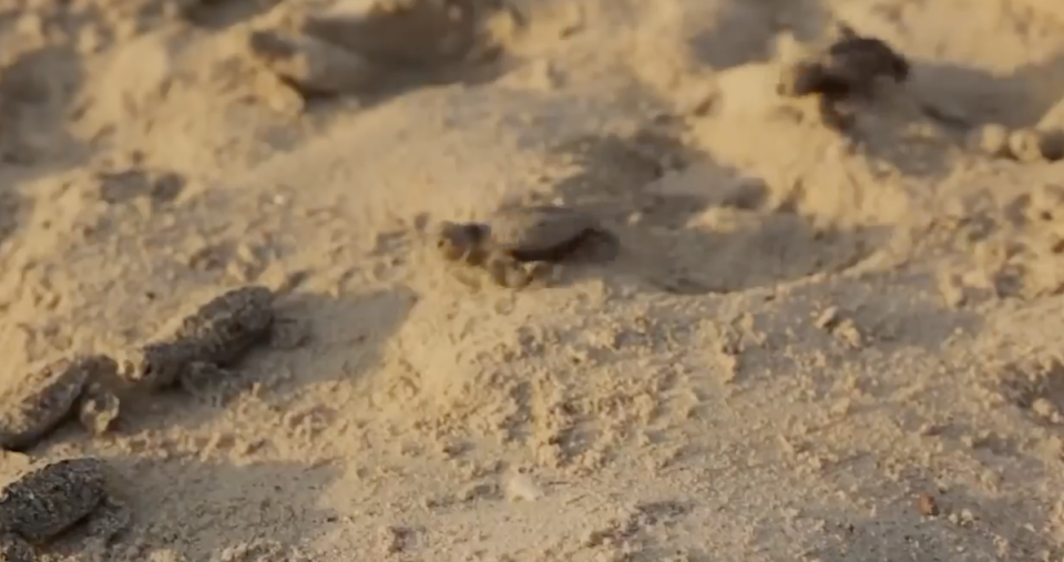 Turtle hatchlings emerge from their nest on a beach in Antigua and Barbuda (Environmental Awareness Group)