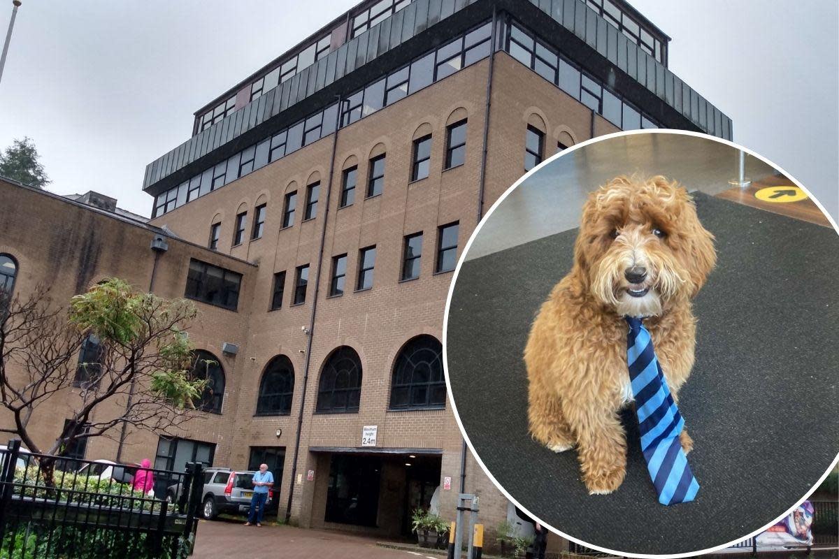 Emotional support dogs, such as Australian labradoodle Indie who comforts pupils at a school in Scotland, aren't allowed inside Torfaen council buildings including Pontypool's Civic Centre. <i>(Image: LDRS/NQ)</i>