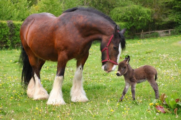 Baby donkey meets huge shire horse for first time (heart melts)