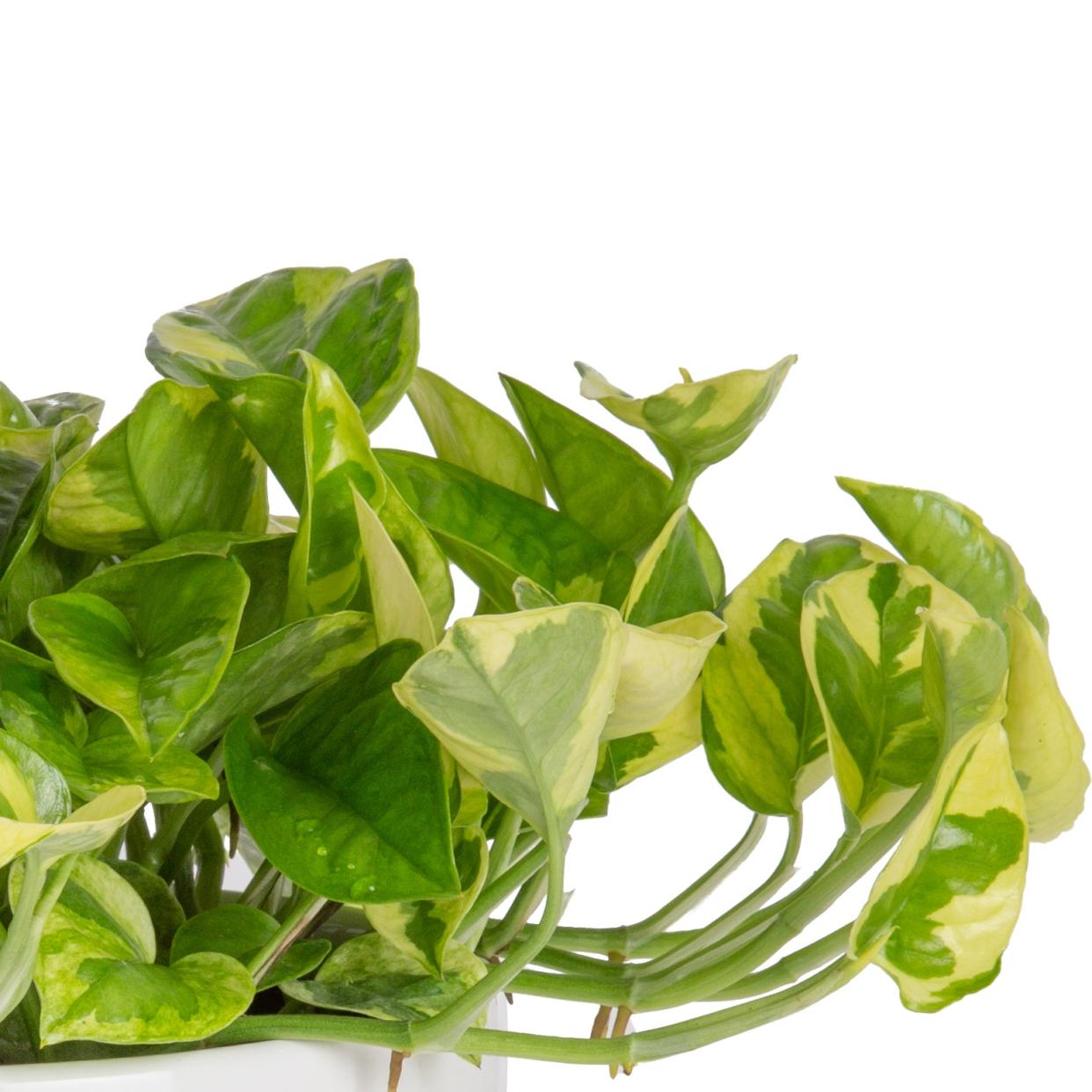 <p><a href="https://costafarms.com/collections/pothos/products/medium-lemon-meringue-parent" rel="nofollow noopener" target="_blank" data-ylk="slk:Shop Now;elm:context_link;itc:0;sec:content-canvas" class="link rapid-noclick-resp">Shop Now</a></p><p>Lemon Meringue Pothos</p><p>costafarms.com</p><p>$50.00</p><span class="copyright">Costa Farms</span>