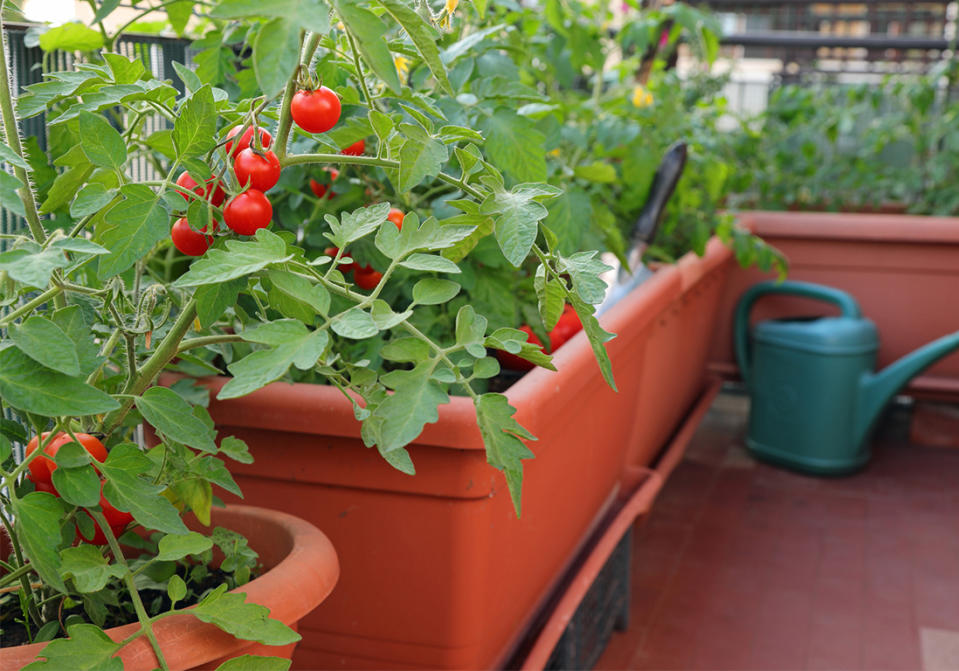 Les tomates, les reines du balcon