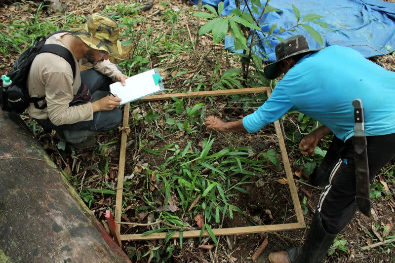 Silveira, a forestry engineering professor at the Federal University of Rondonia, and botanist Oliveira count smaller plants in Itapua do Oeste