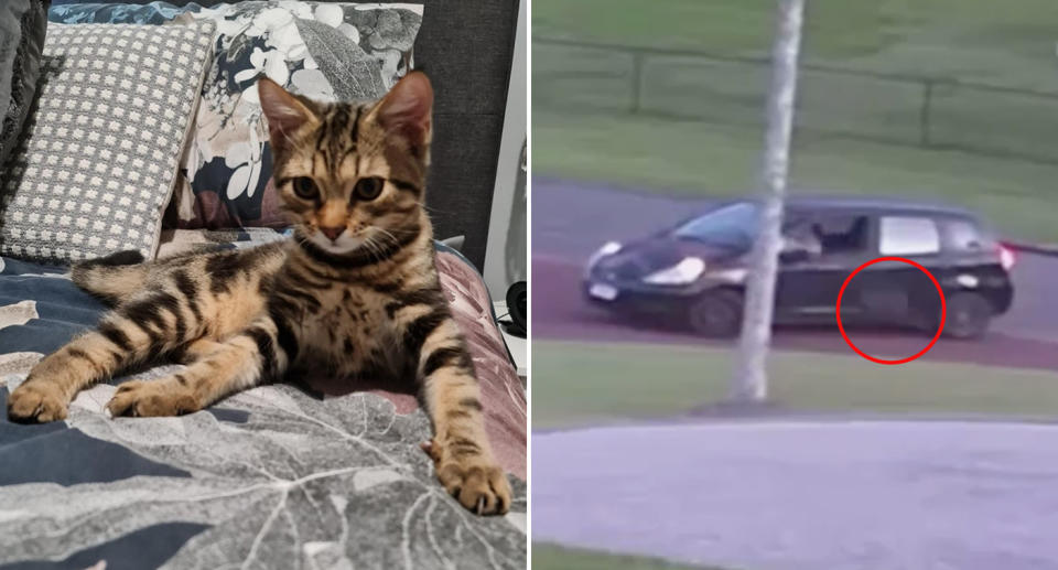 A rescue kitten named Zuma (left) and when he was thrown from a car (right)