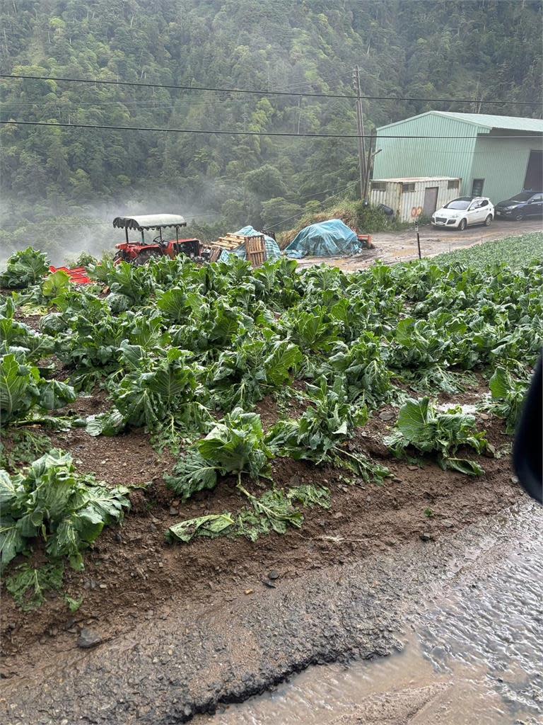 仁愛鄉華崗部落下冰雹逾半小時　蔬菜砸爛農民欲哭無淚