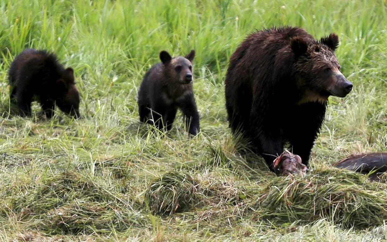A grizzly bear and her two cubs in Yellowstone National Park - REUTERS