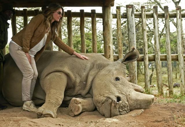 Sudan, the world's last male northern white rhino, dies aged 45