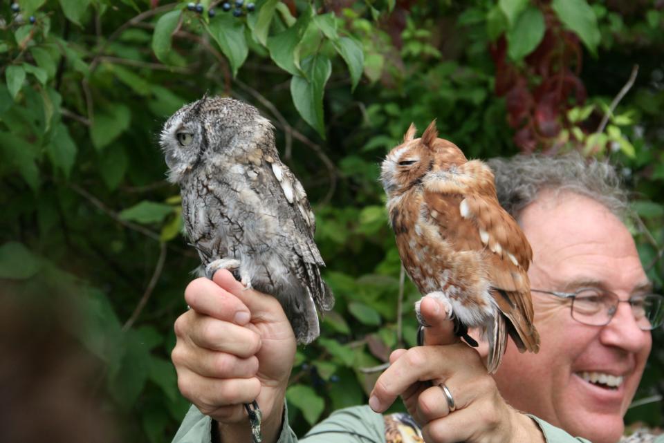 Mark Wilson from Eyes On Owls holds two Eastern screech owls.