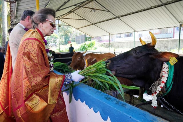 The Princess Royal and her husband Vice Admiral Sir Tim Laurence feed cattle