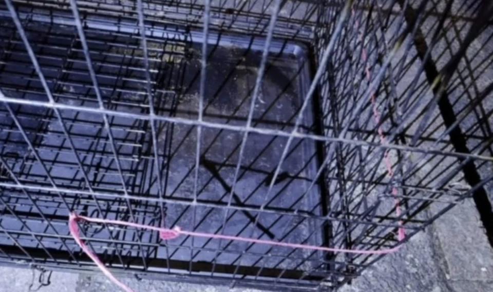 The female dog was found dead inside a black crate (RSPCA)