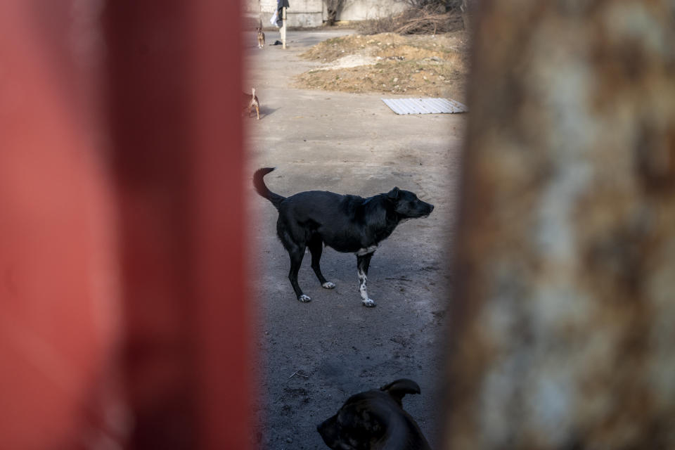 Dogs rescued from the frontlines of fighting are seen through the gate at the animal shelter in Kherson. 